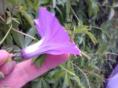 Ipomoea cairica cairica