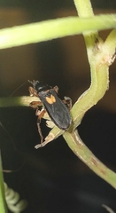 Ectomocoris cordiger
