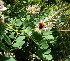 Indigofera jucunda