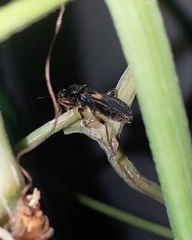 Ectomocoris cordiger