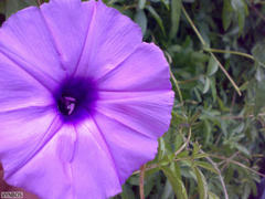 Ipomoea cairica cairica