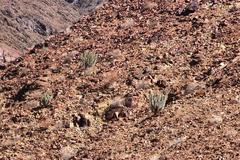 Euphorbia virosa virosa