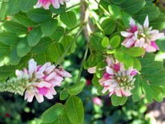 Indigofera jucunda