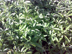 Ipomoea cairica cairica