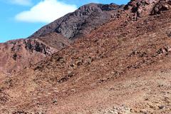 Euphorbia virosa virosa