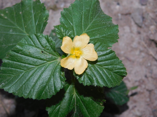 Malvastrum coromandelianum