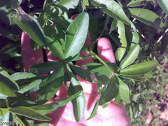 Ipomoea cairica cairica