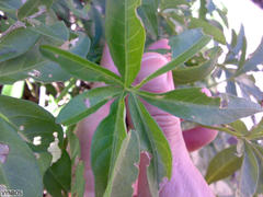 Ipomoea cairica cairica