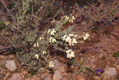 Wiborgia