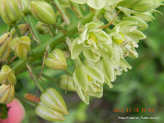 Albuca virens virens