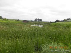 Albuca virens virens