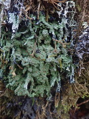 Xanthopsoroma contextum