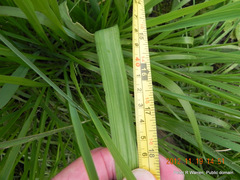 Albuca virens virens