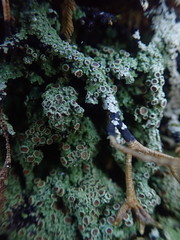 Xanthopsoroma contextum