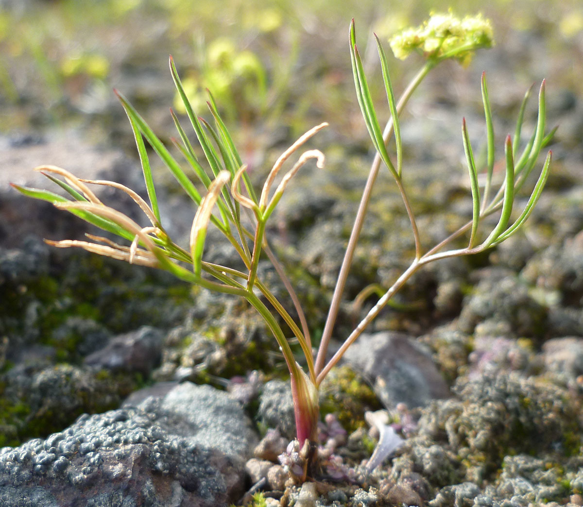 Lomatium farinosum