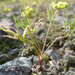 Lomatium farinosum - Photo (c) Thayne Tuason, algunos derechos reservados (CC BY-NC)