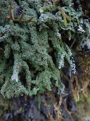 Xanthopsoroma contextum