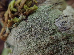 Coccotrema cucurbitula