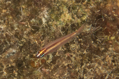 Eviota bifasciata