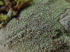 Coccotrema cucurbitula