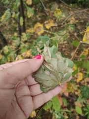 Phyllonorycter issikii