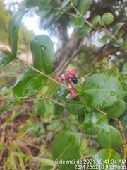 Guapira pernambucensis