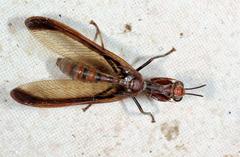 Pseudoclimaciella