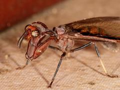 Pseudoclimaciella