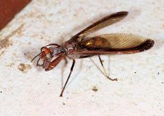 Pseudoclimaciella