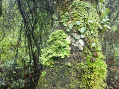 Pseudocyphellaria montagnei