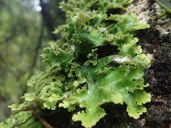 Pseudocyphellaria montagnei