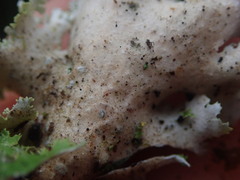 Pseudocyphellaria montagnei