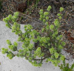 Erica capitata