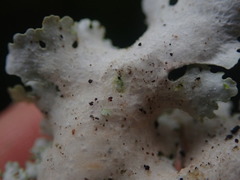 Pseudocyphellaria montagnei