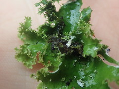 Pseudocyphellaria montagnei