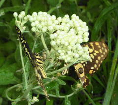 Helichrysum panduratum panduratum
