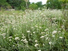 Helichrysum panduratum panduratum