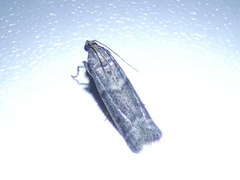 Ephestia elutella