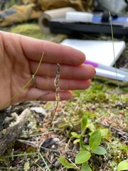 Gentianella propinqua