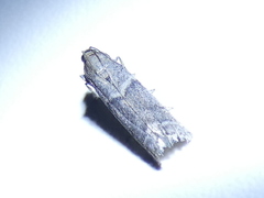 Ephestia elutella