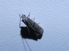 Ephestia elutella