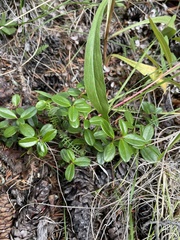 Gentianella propinqua