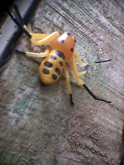 Platythomisus octomaculatus