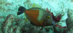 Cantherhines macrocerus