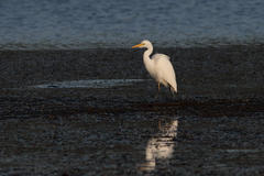 Ardea intermedia brachyrhyncha