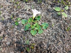 Oxalis commutata commutata