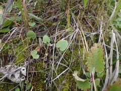 Viola rupestris