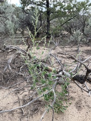 Chenopodium leptophyllum
