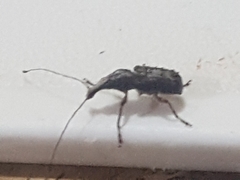 Meconemus