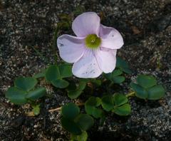 Oxalis commutata commutata